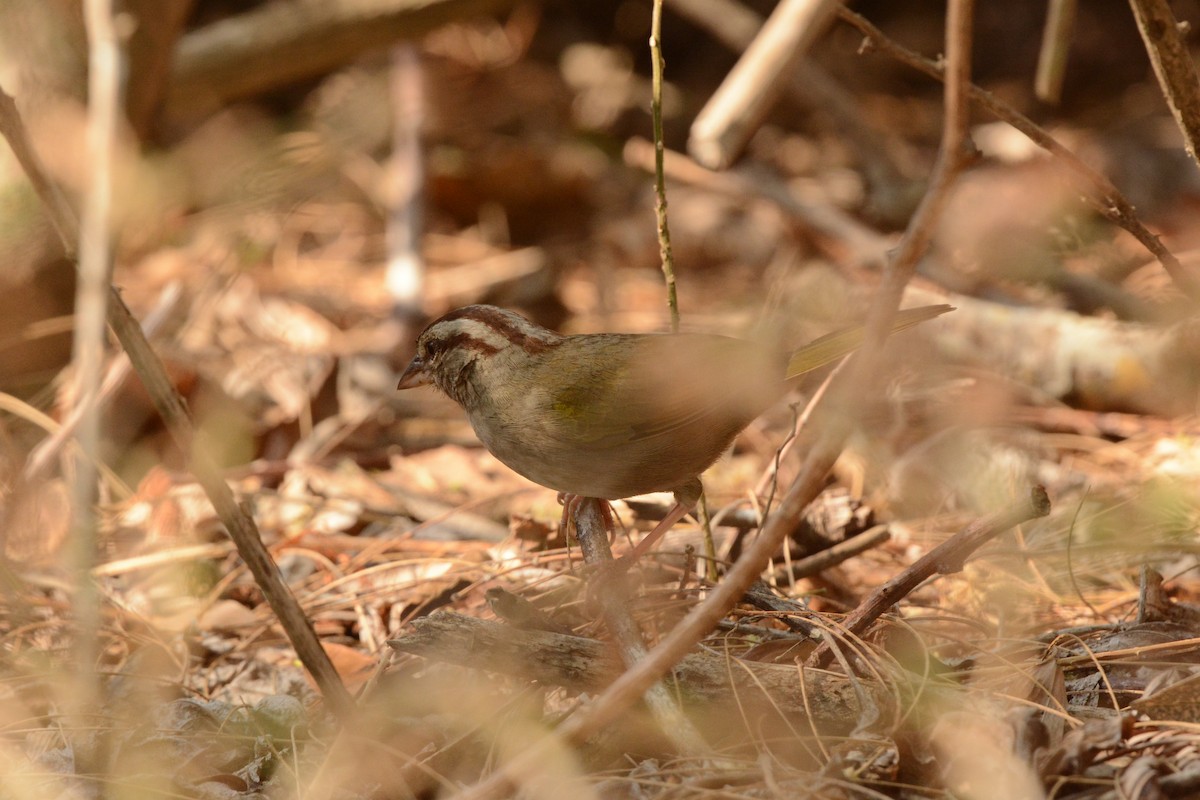 Olivrückenammer - ML617693883