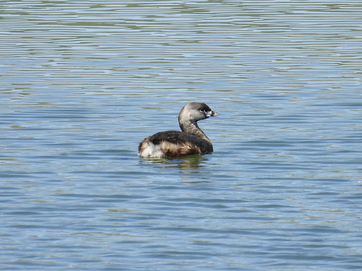 Pied-billed Grebe - ML617693884