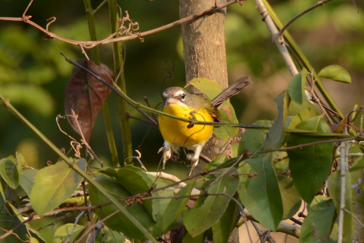 Yellow-breasted Chat - ML617693901