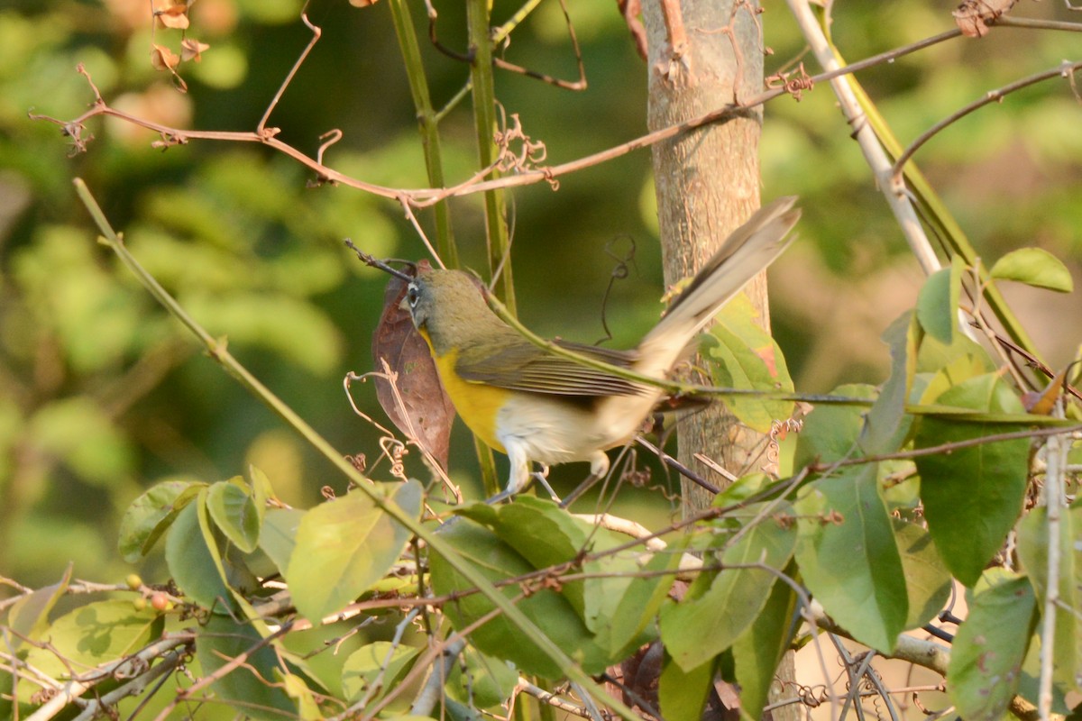 Flötenstärling - ML617693902