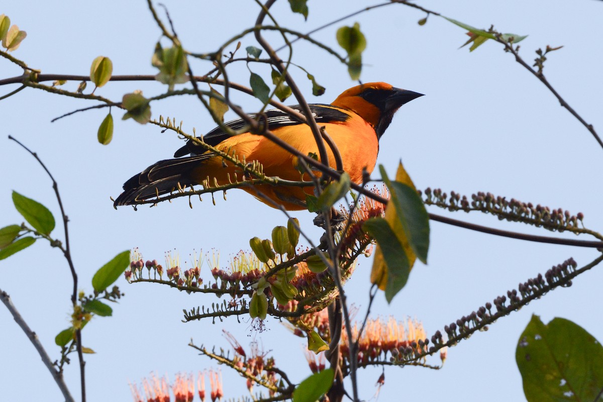 Oriole à gros bec - ML617693929