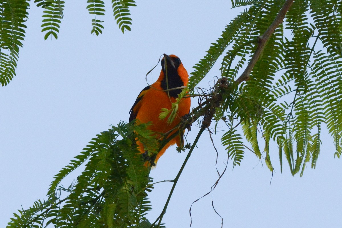 Oriole à gros bec - ML617693930