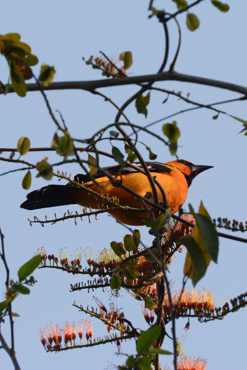 Altamira Oriole - ML617693931