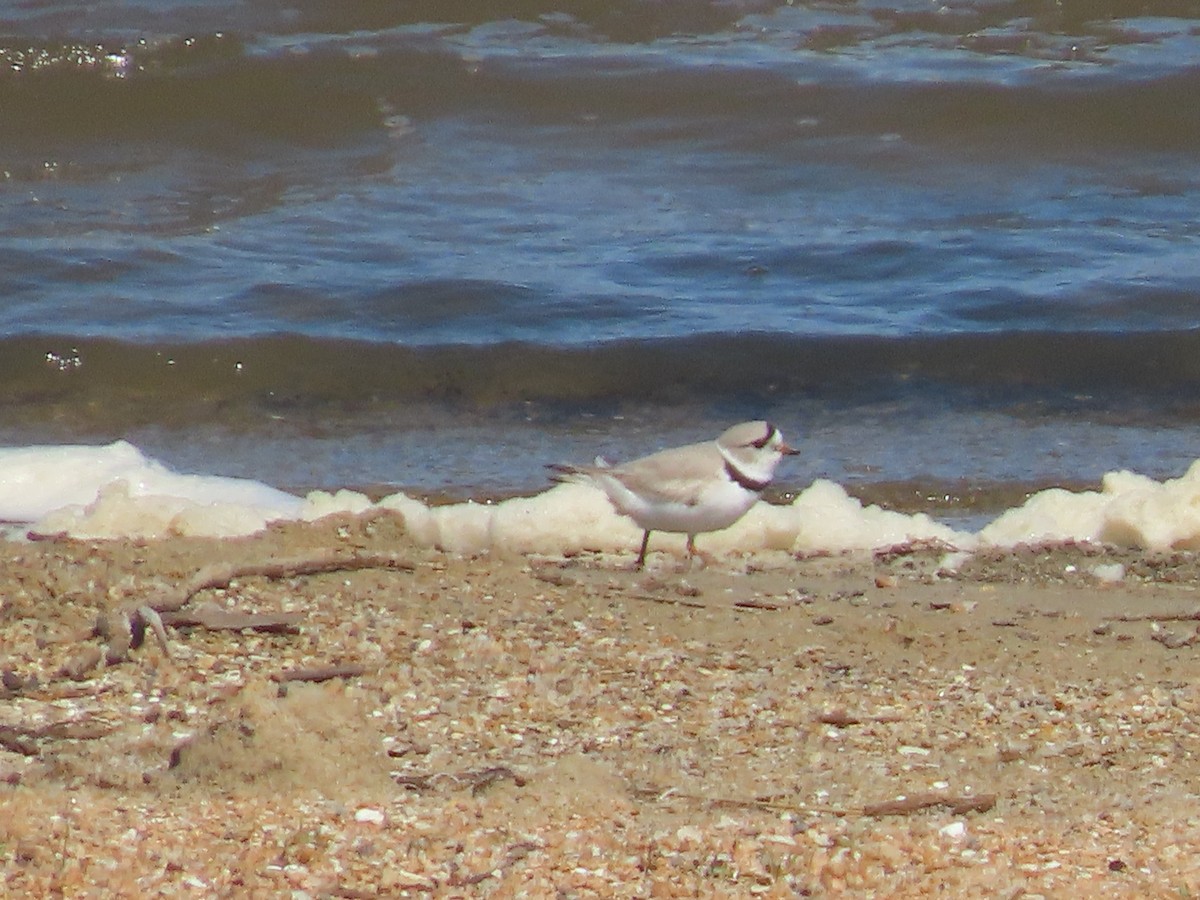 Piping Plover - Mike Nelson