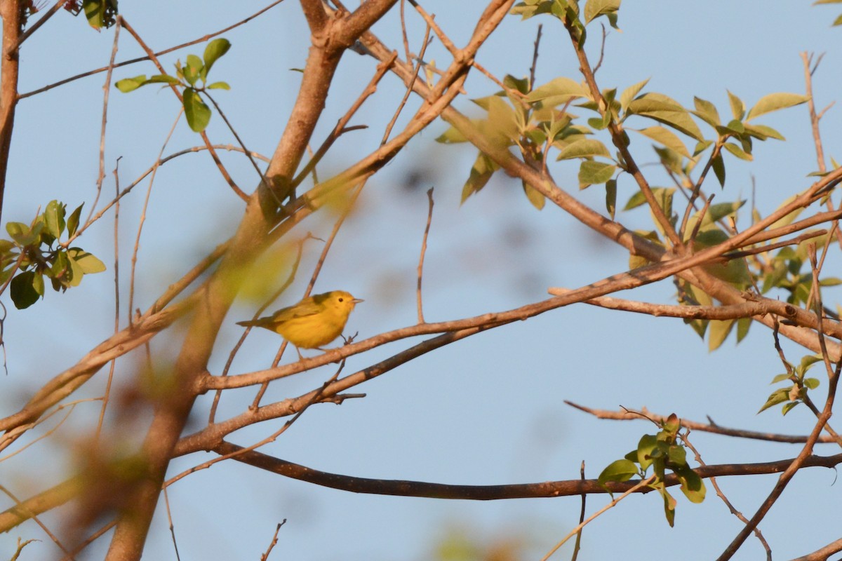 Gold-/Mangrovewaldsänger - ML617693945