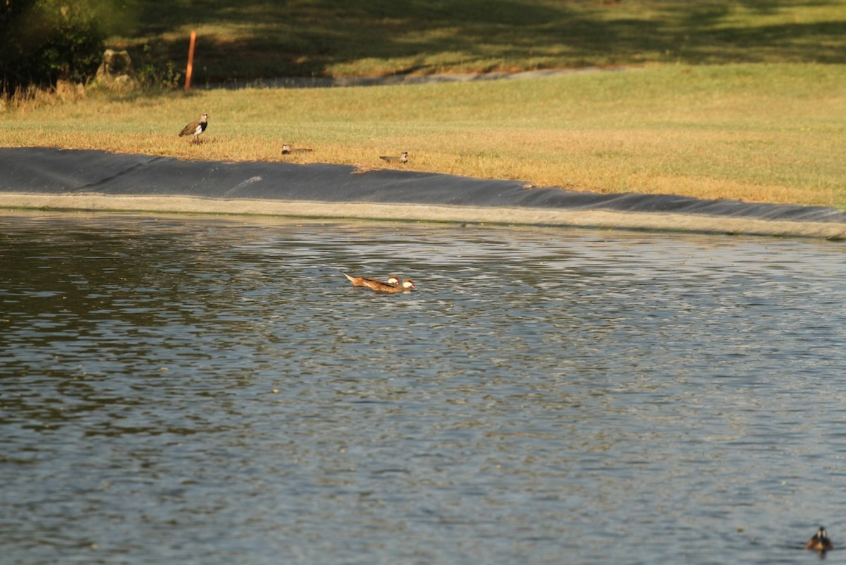 White-cheeked Pintail - ML617693955