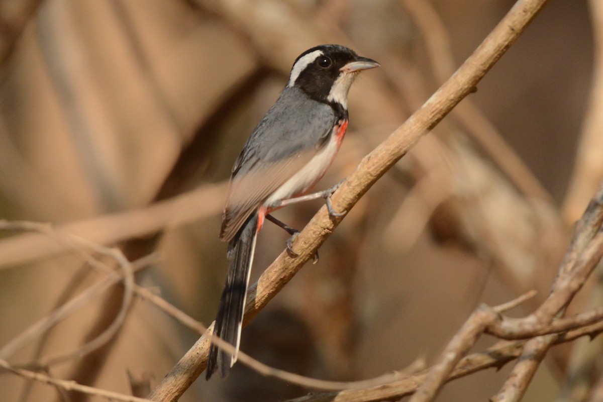 Rotbrust-Sängerkardinal (venustus) - ML617693959
