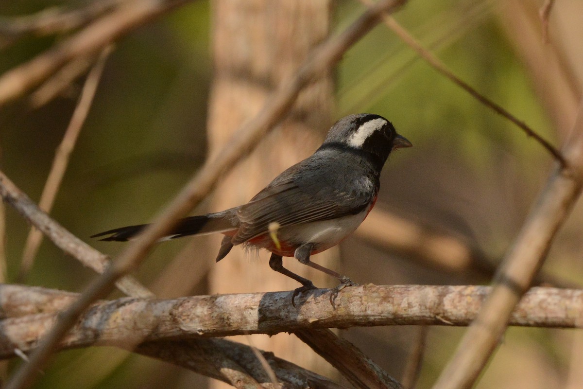 Red-breasted Chat (Red-breasted) - ML617693965