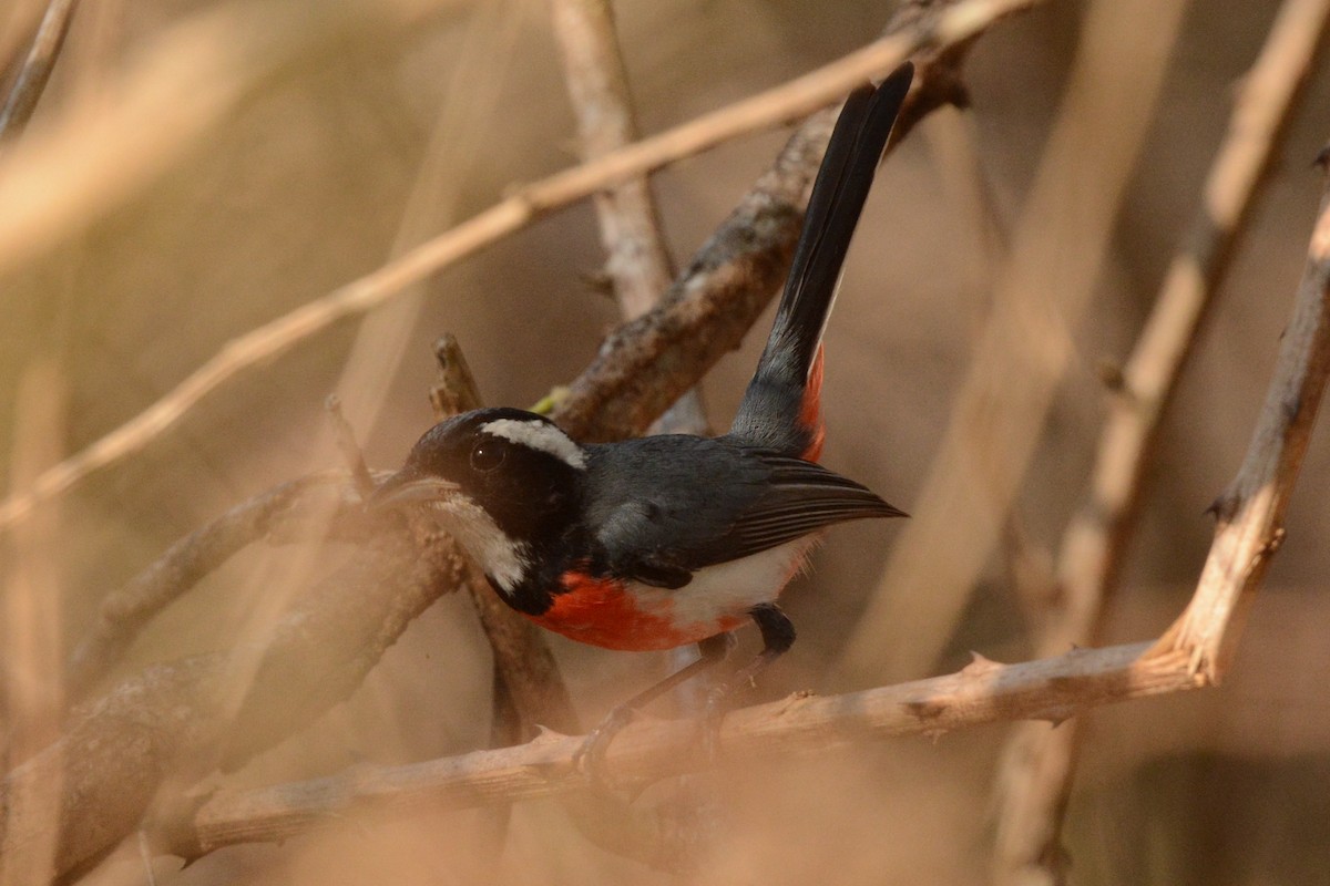 ムネアカアメリカムシクイ（venustus） - ML617693966