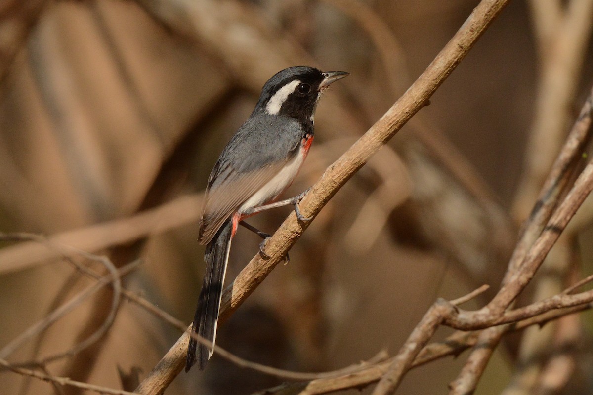ムネアカアメリカムシクイ（venustus） - ML617693968