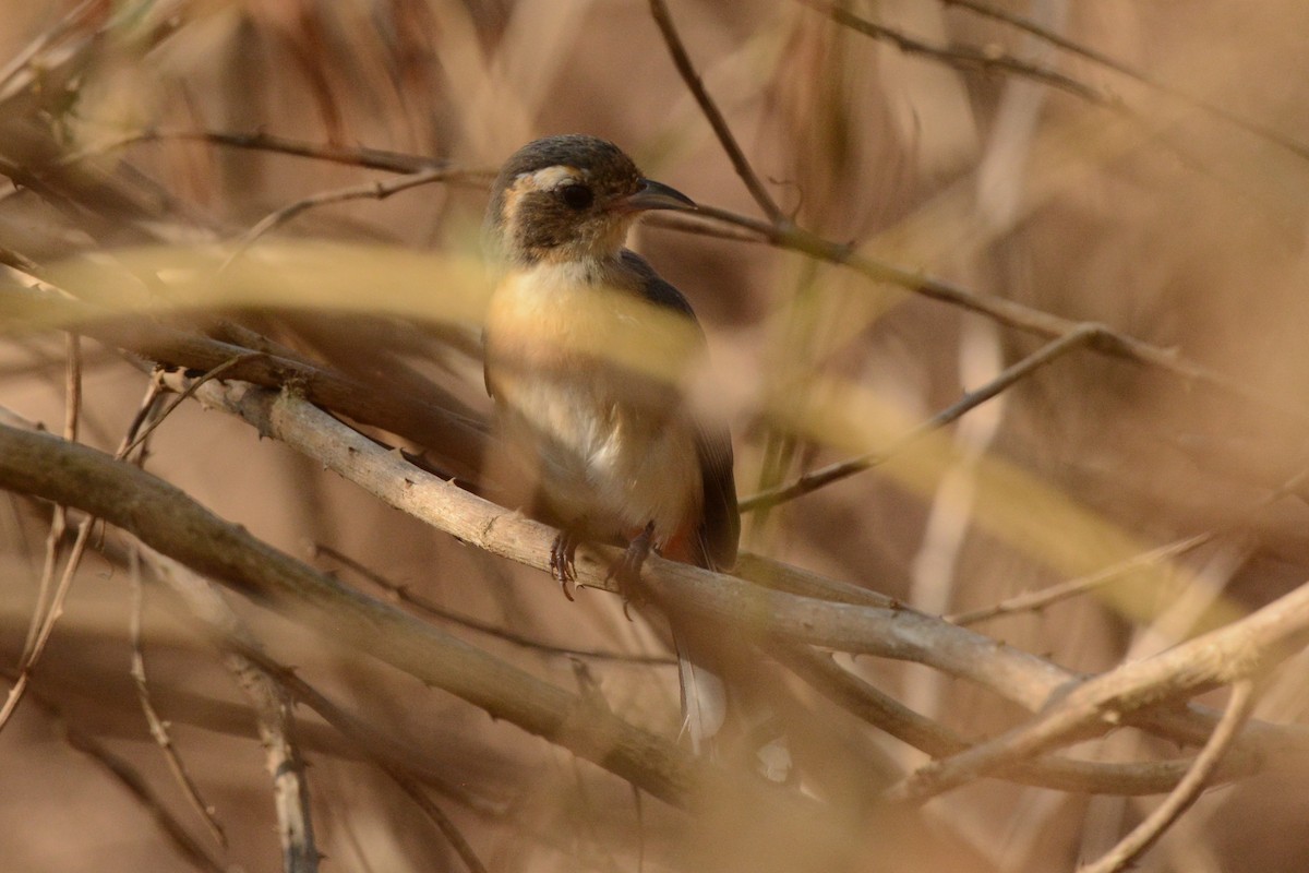 Rotbrust-Sängerkardinal (venustus) - ML617693969