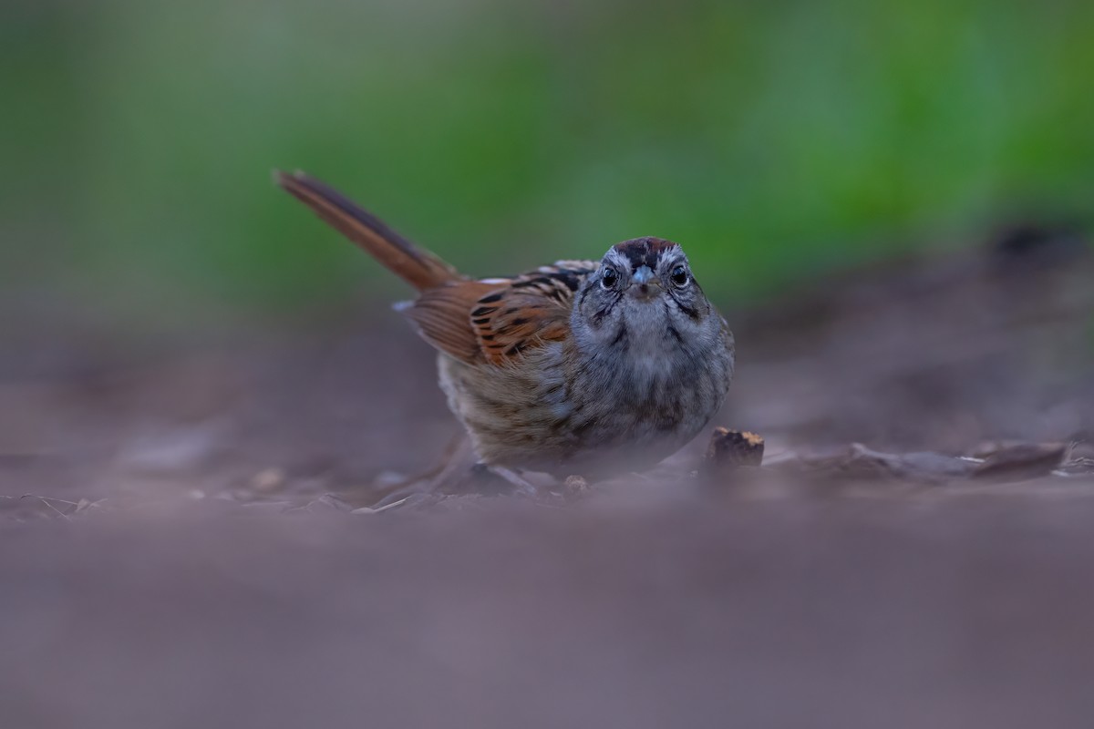 Swamp Sparrow - Matthew Dolkart