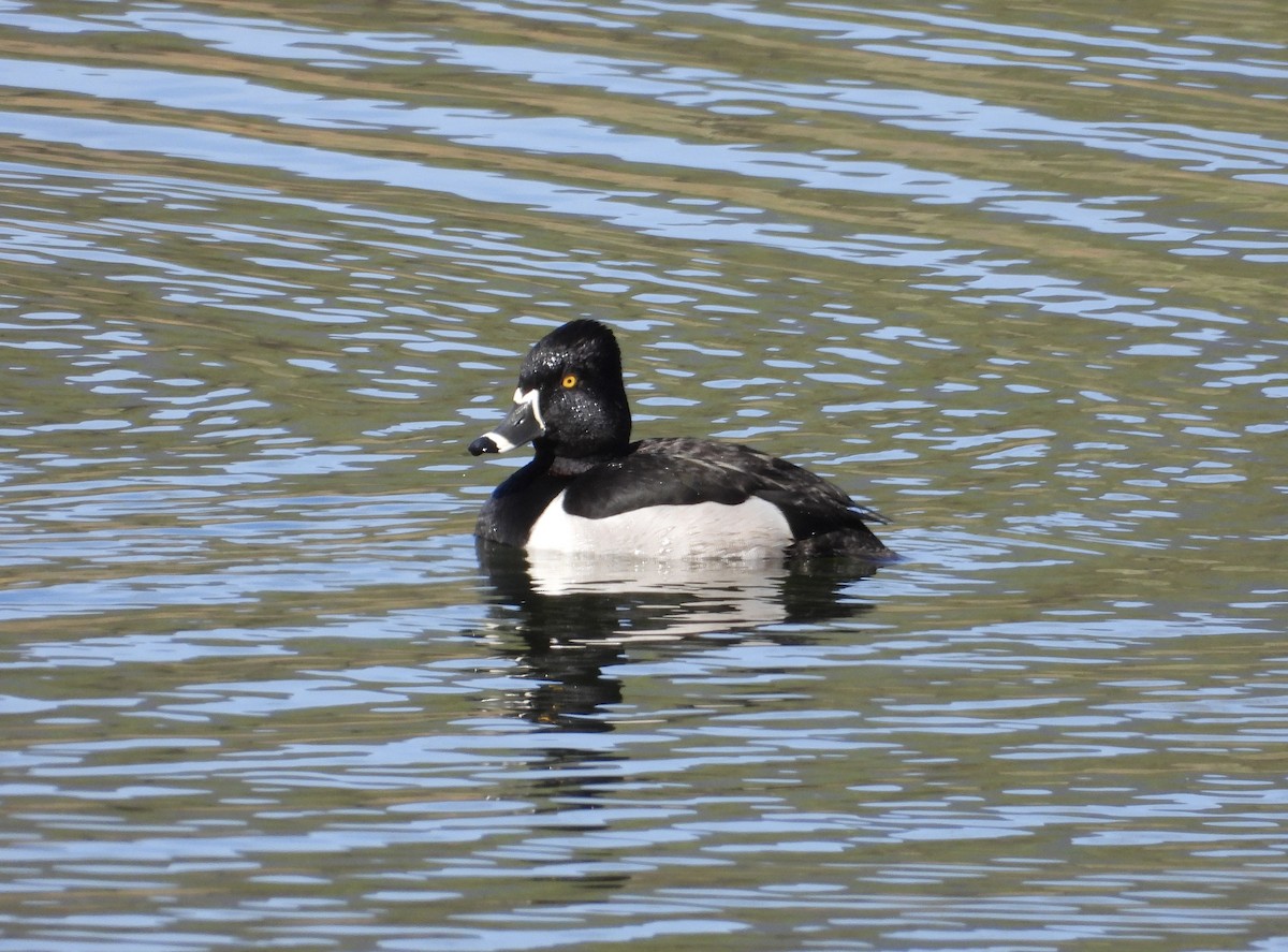 Ring-necked Duck - ML617694042