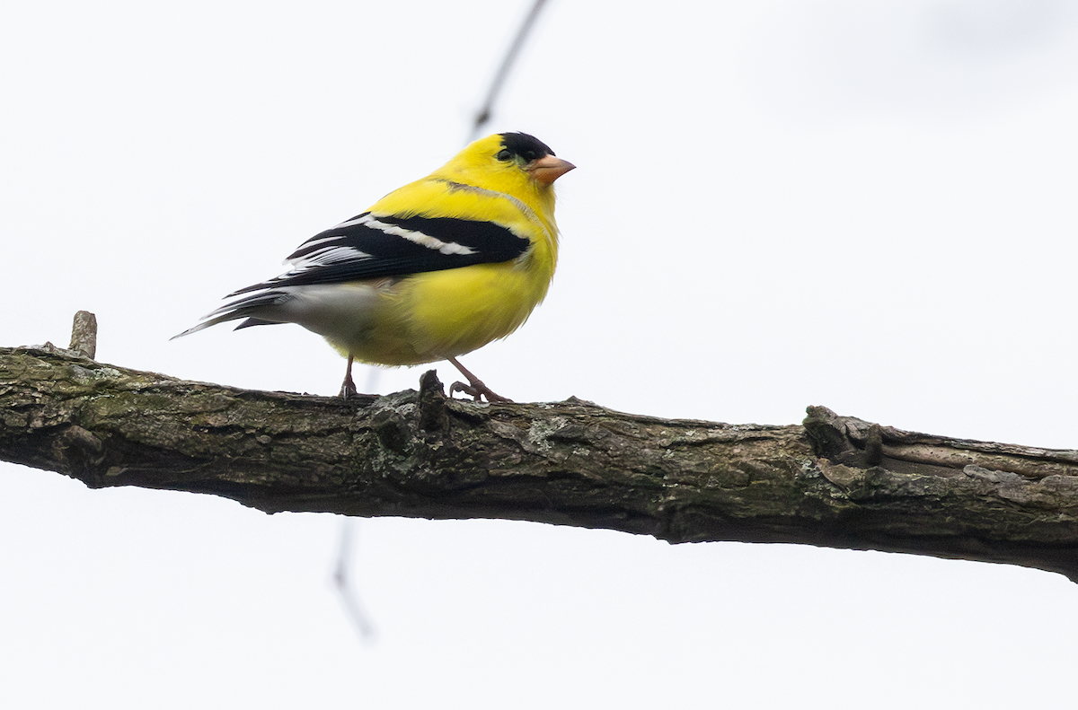 American Goldfinch - ML617694067