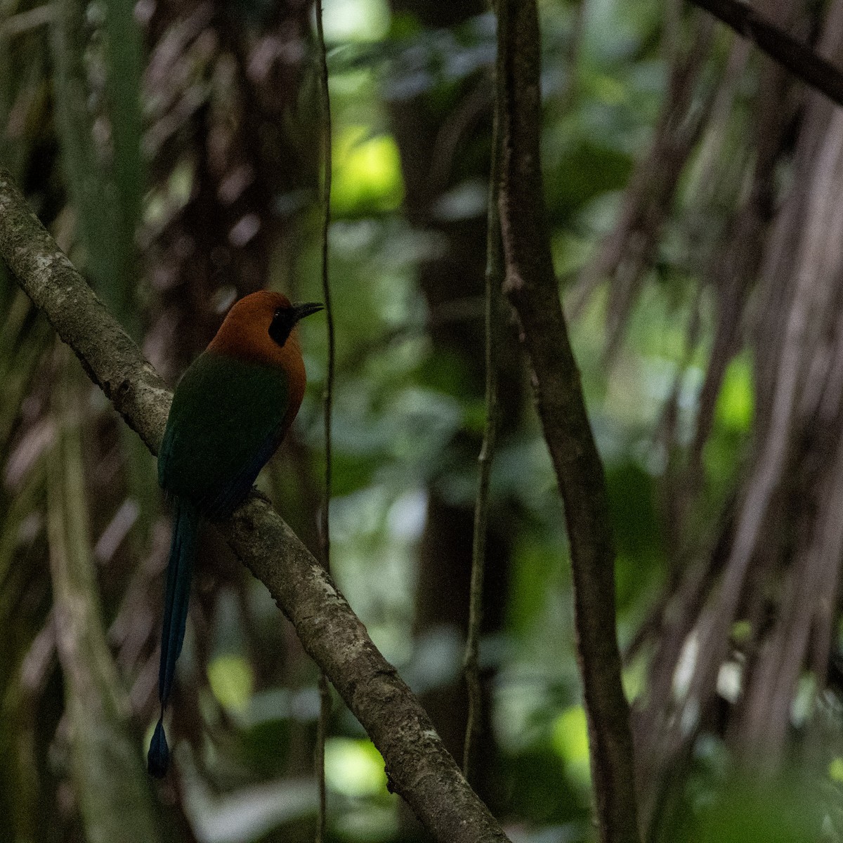 Rufous Motmot - ML617694073