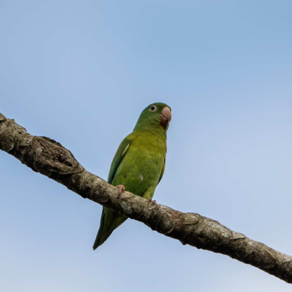 Orange-chinned Parakeet - Chris Camarote
