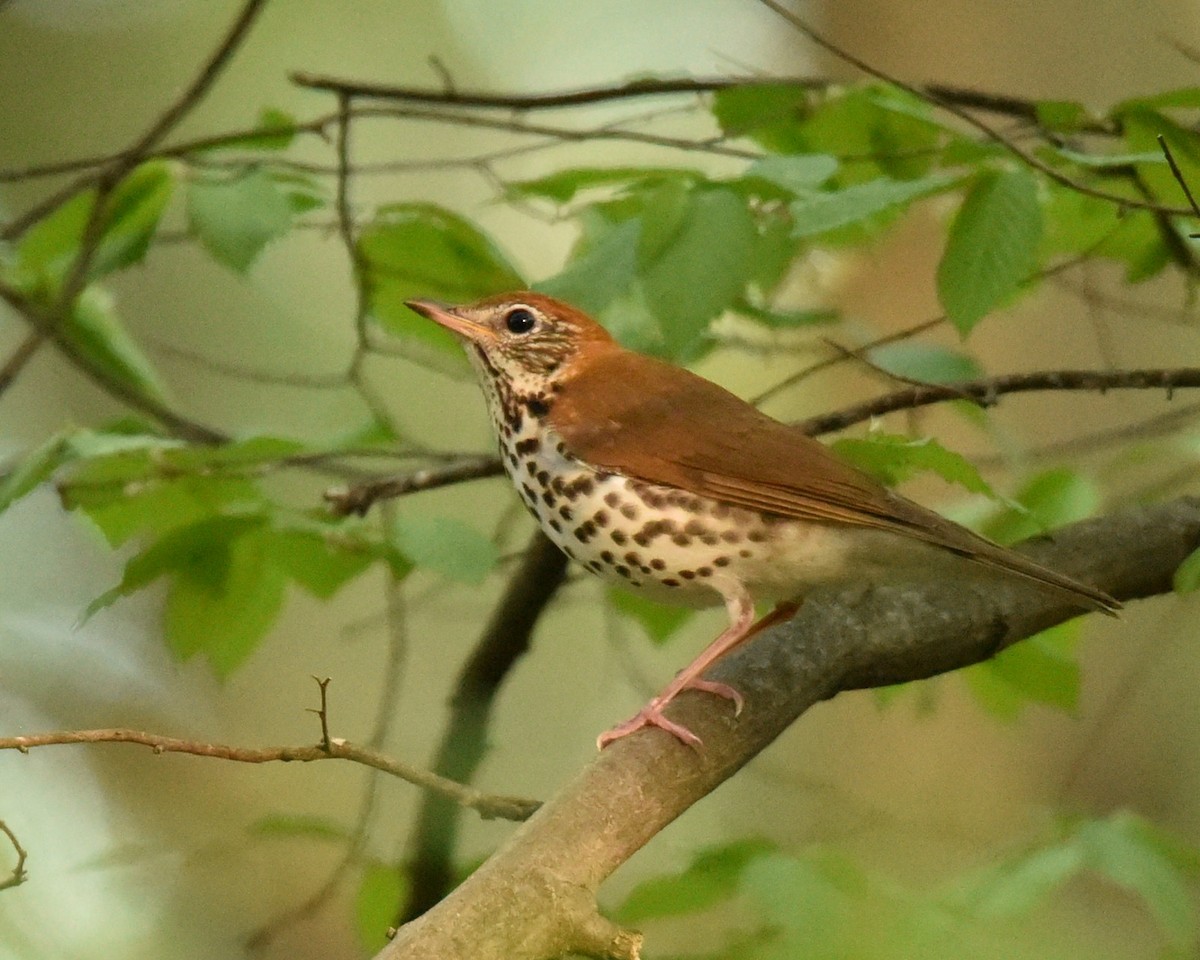 Wood Thrush - Lynn Kohler