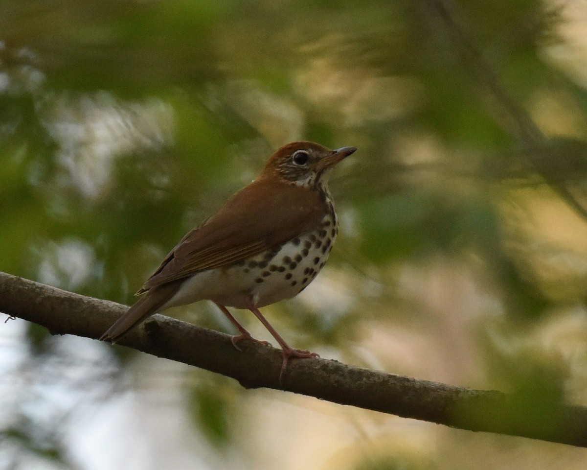 Wood Thrush - Lynn Kohler