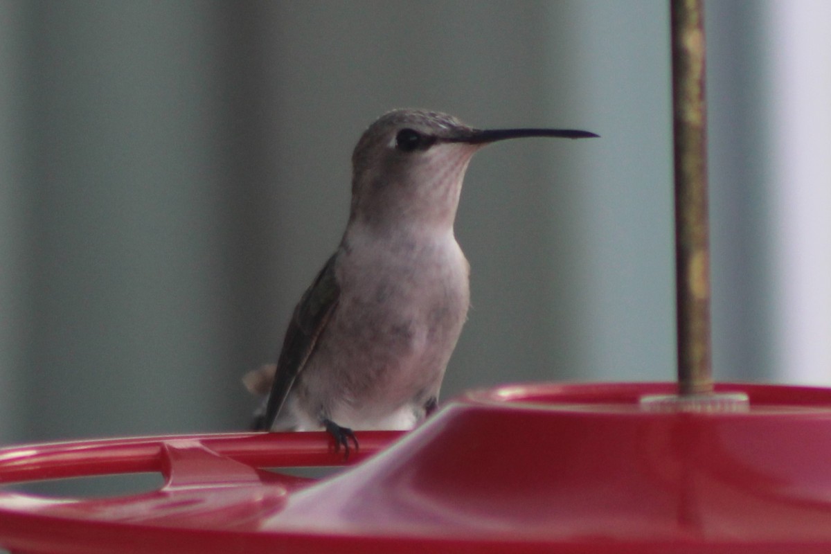 Costa's Hummingbird - ML617694121