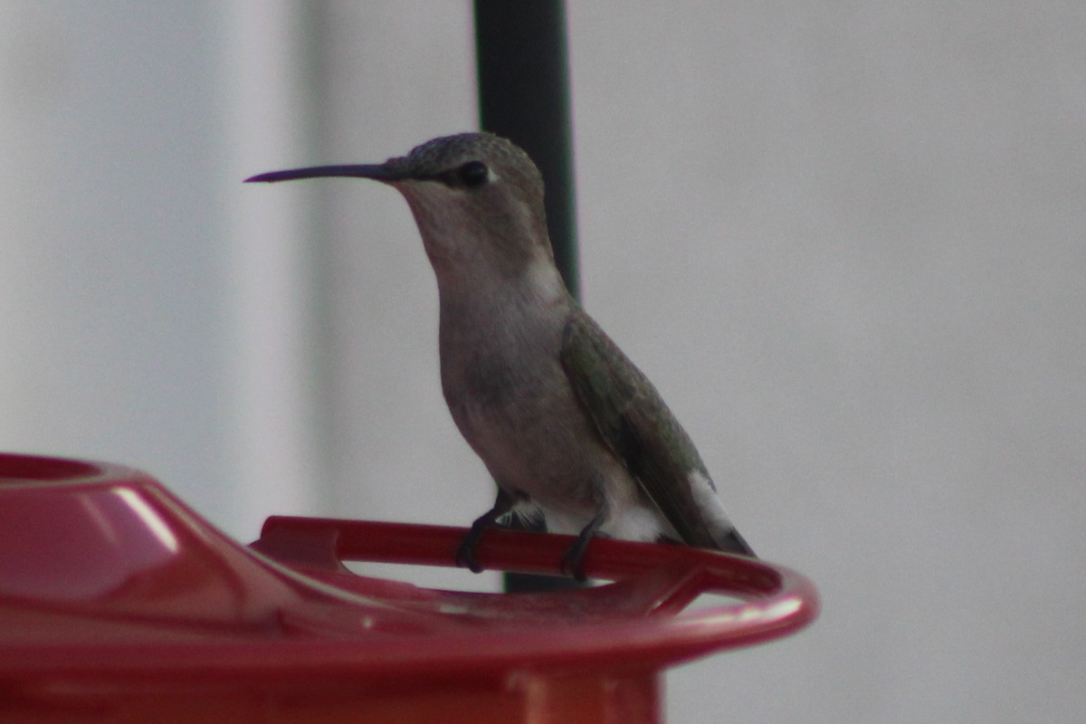 Costa's Hummingbird - ML617694132