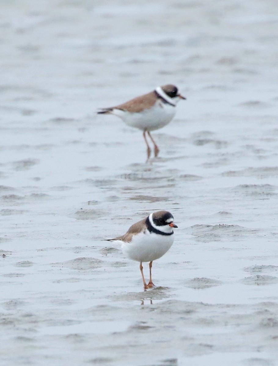 Semipalmated Plover - Mark  Ludwick