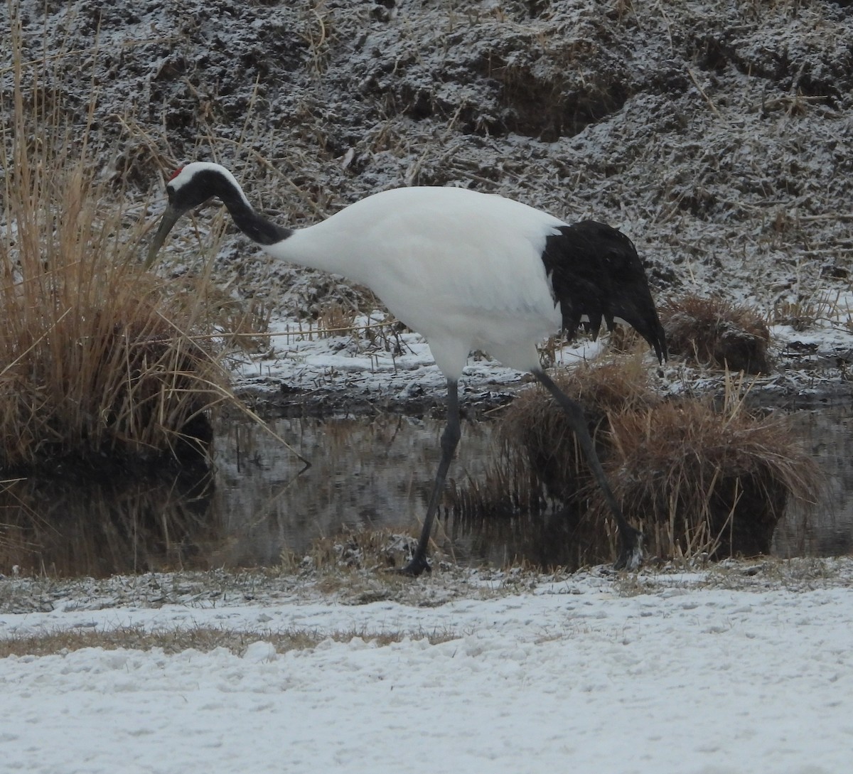 Red-crowned Crane - ML617694161