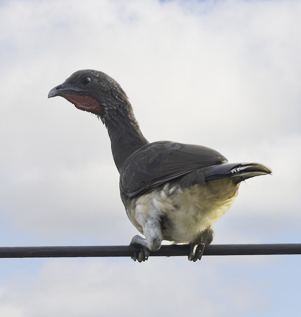 Chachalaca Ventriblanca - ML617694237