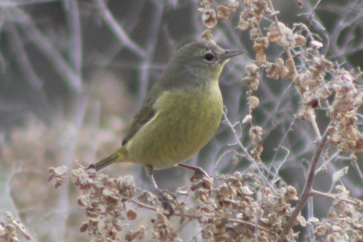 Orange-crowned Warbler (Gray-headed) - Sean Cozart