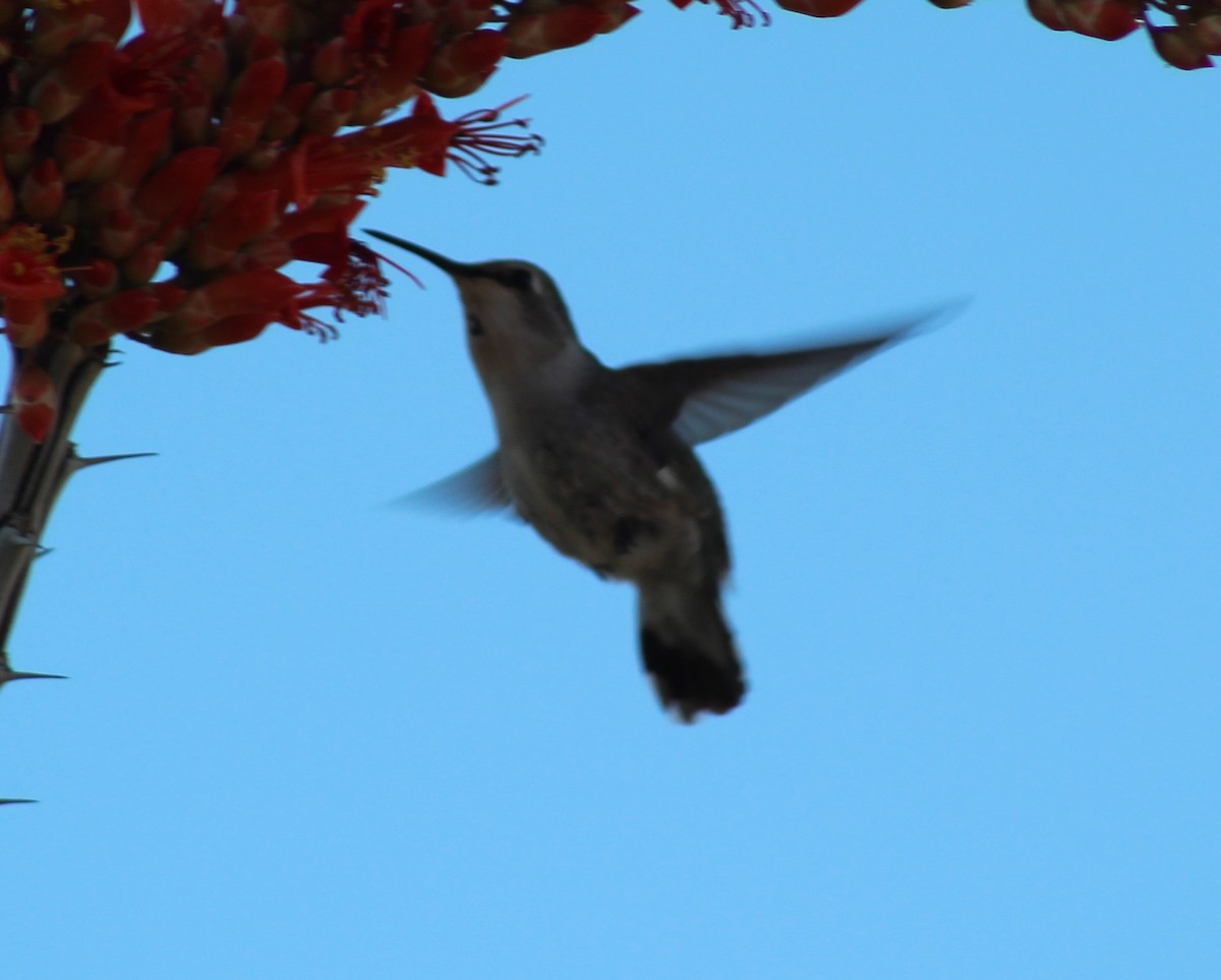 Anna's Hummingbird - Jeff Dreier