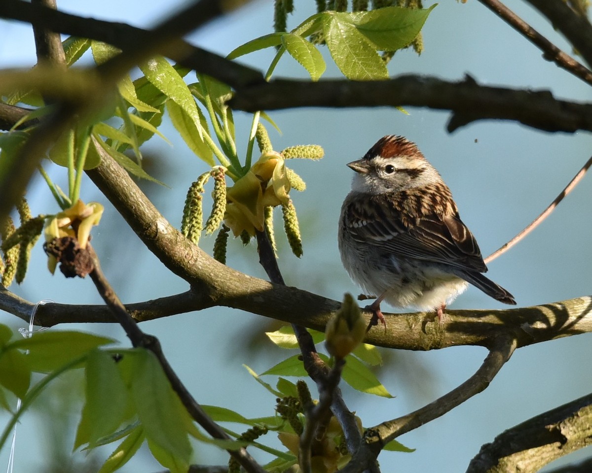 Chipping Sparrow - Lynn Kohler