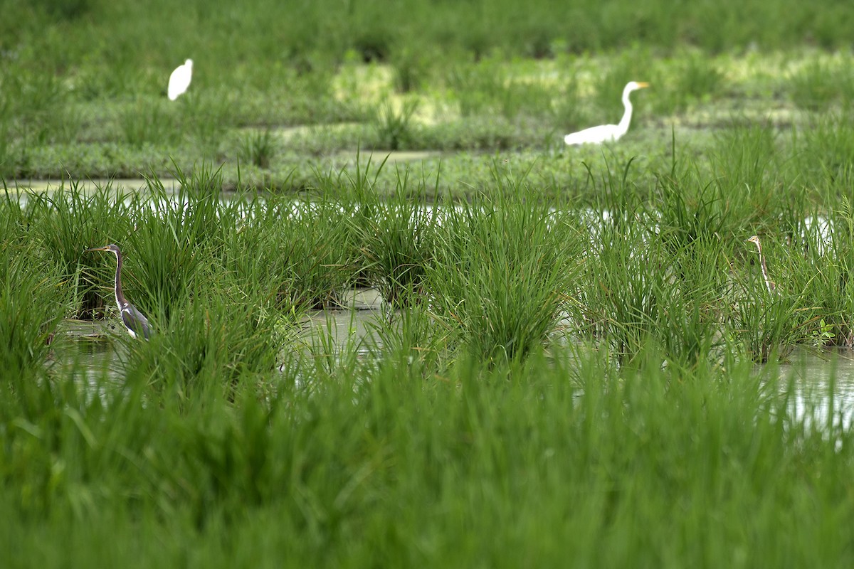 Tricolored Heron - ML617694307