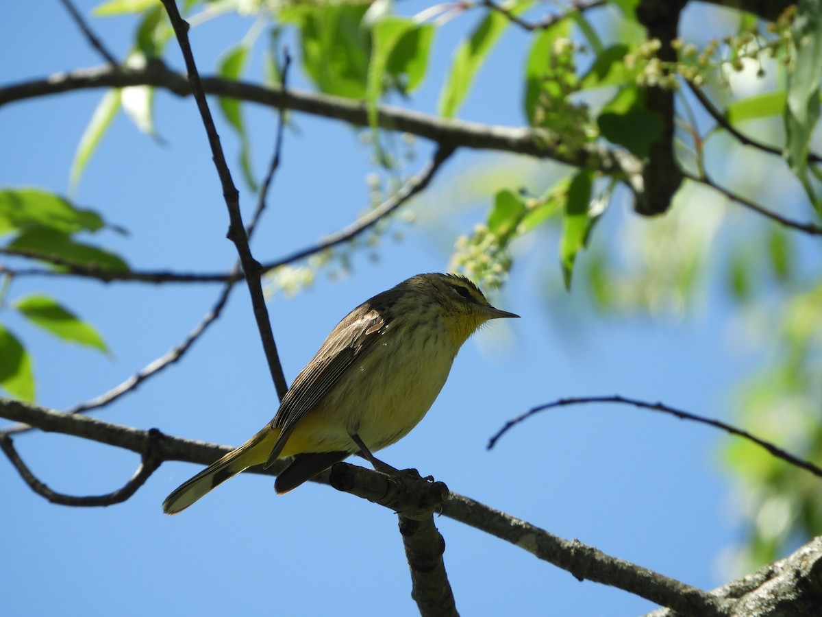 Palm Warbler - ML617694312