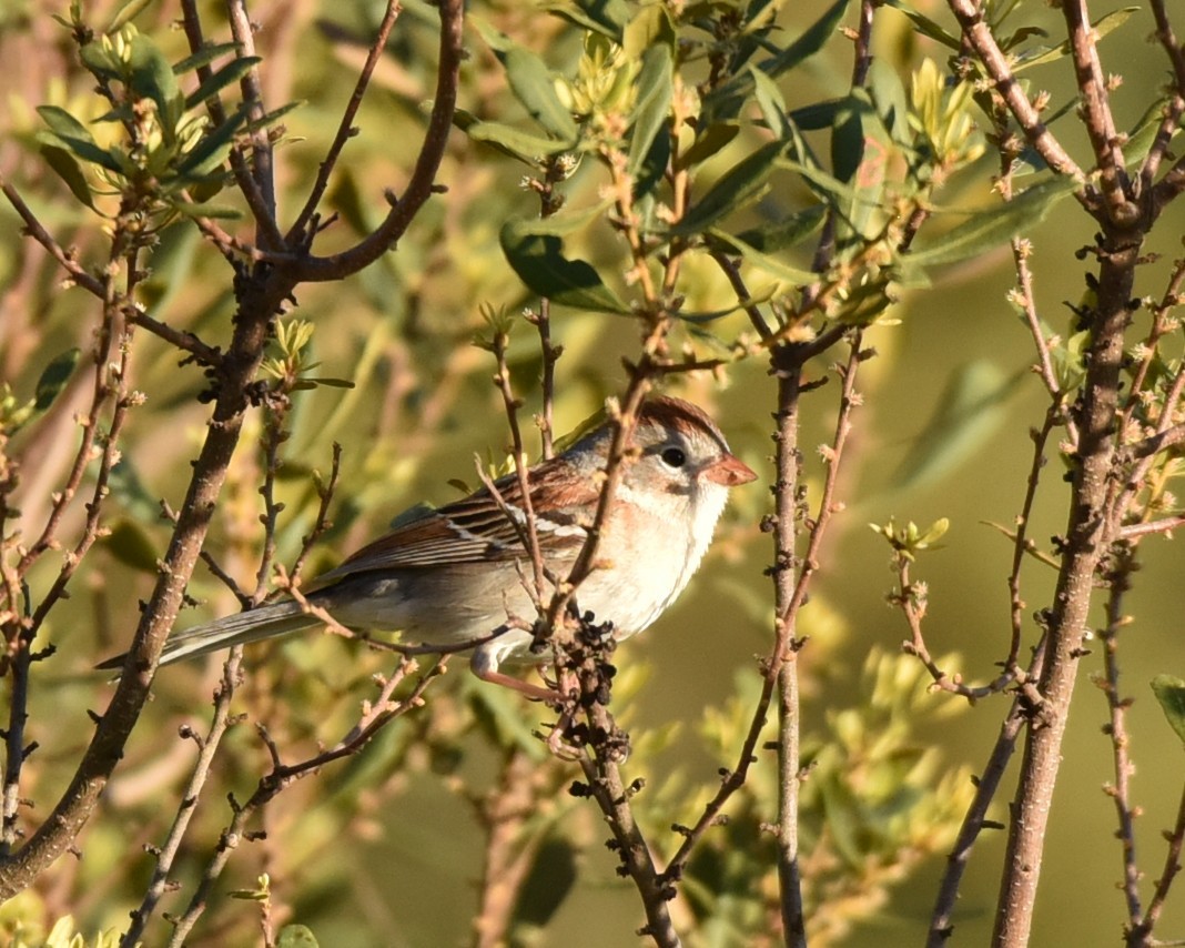 Field Sparrow - Lynn Kohler