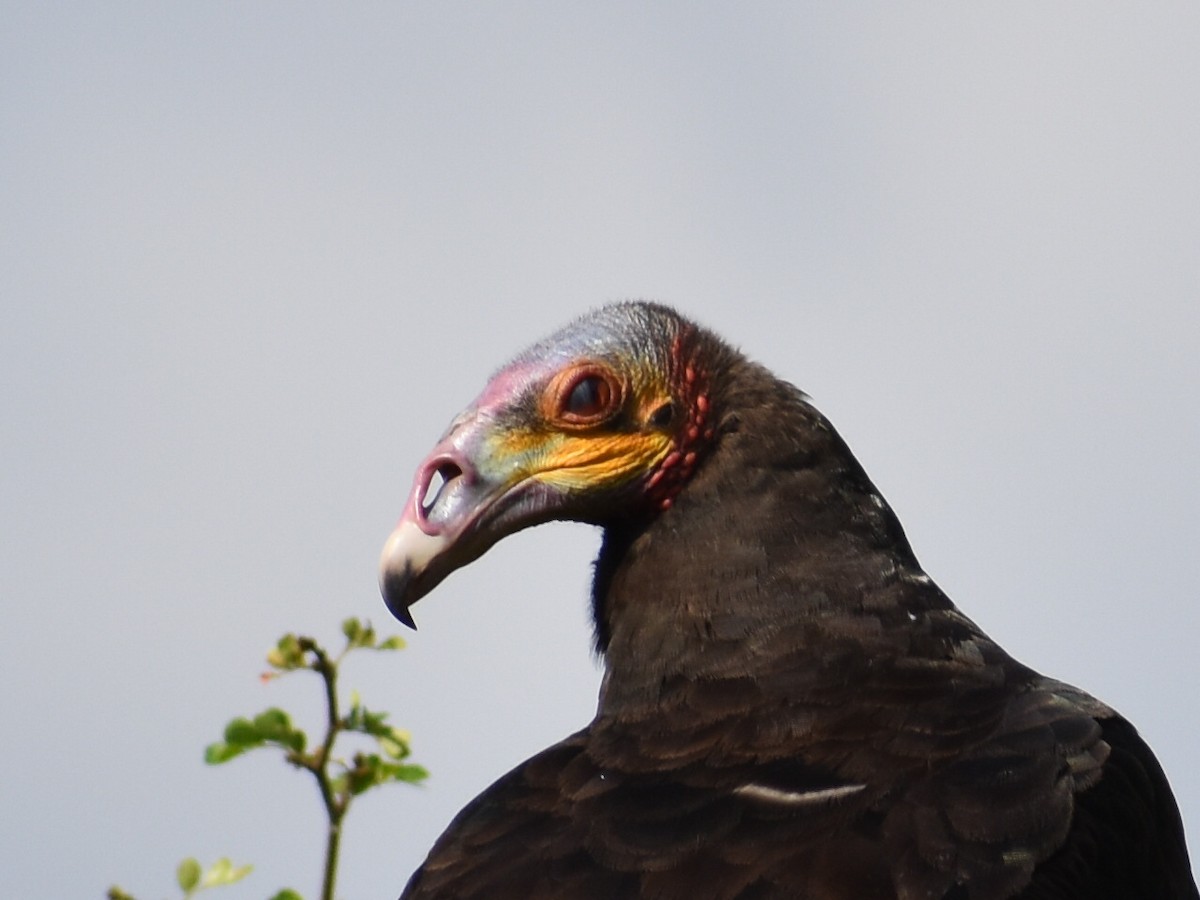 Lesser Yellow-headed Vulture - ML617694358