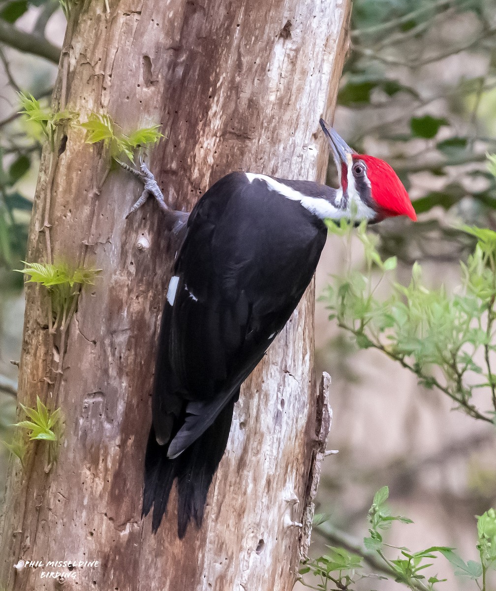 Pileated Woodpecker - ML617694360