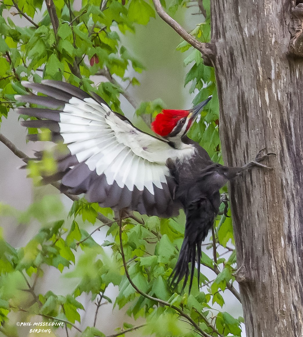 Pileated Woodpecker - ML617694361