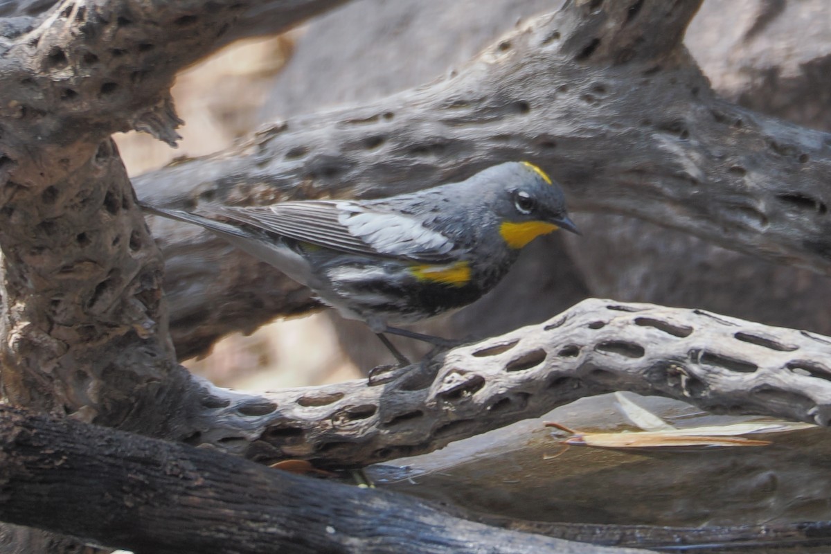 Yellow-rumped Warbler (Audubon's) - Beth McBroom