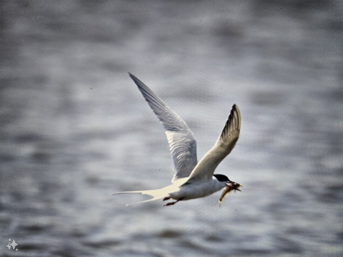 Forster's Tern - ML617694409