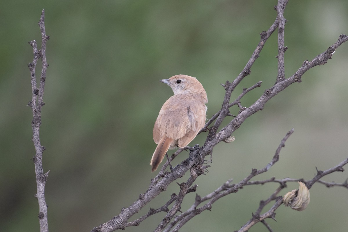 Fahltapaculo - ML617694417