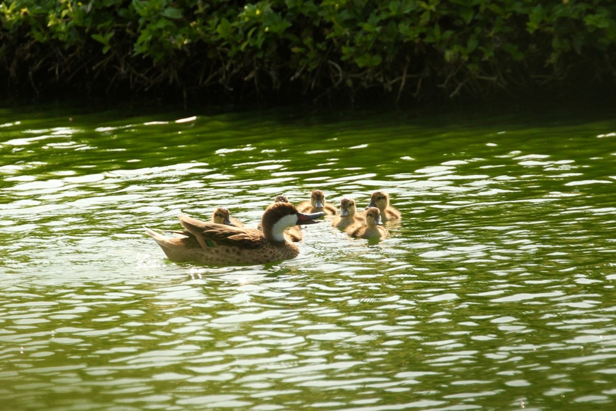 White-cheeked Pintail - ML617694430