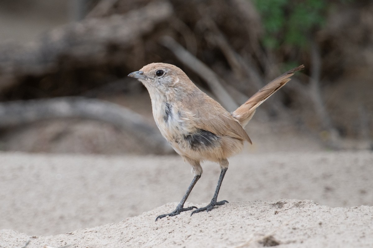 Fahltapaculo - ML617694437