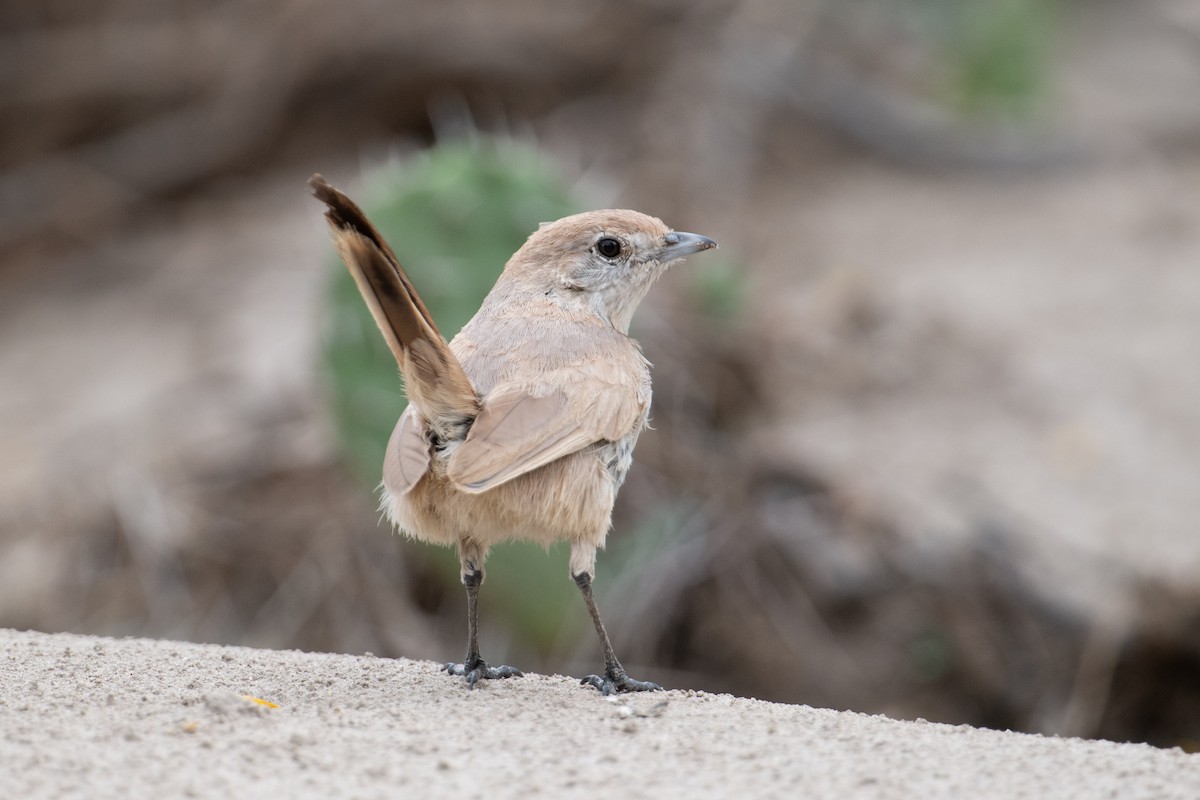 Fahltapaculo - ML617694445