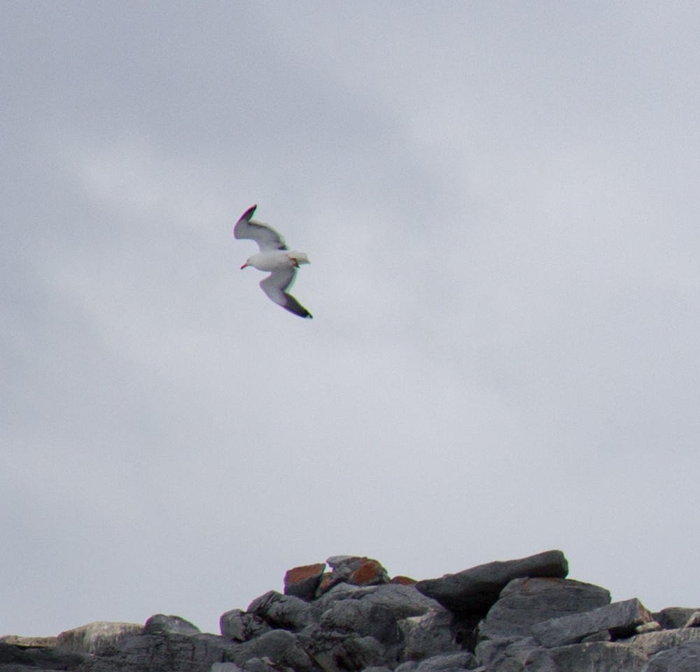 Gaviota Cocinera - ML617694453