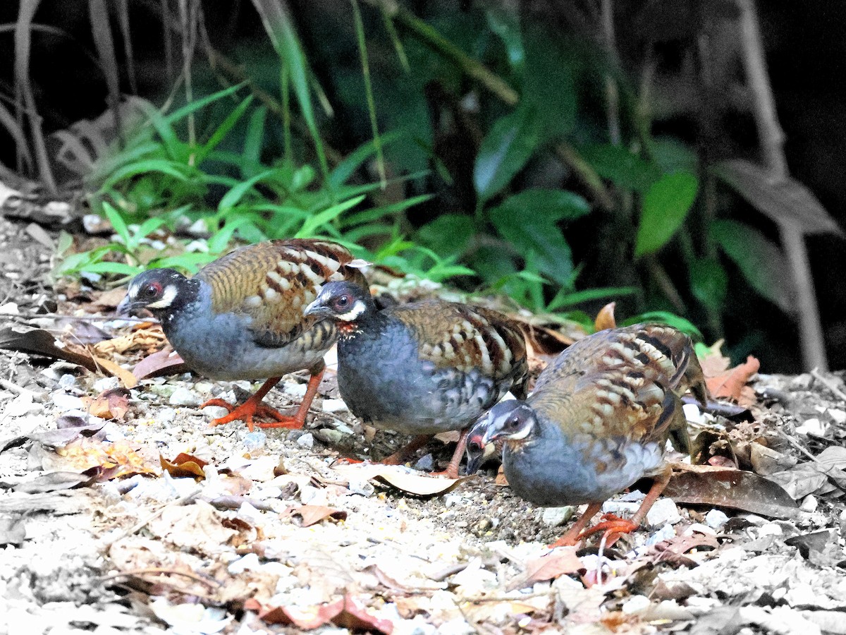 Malayan Partridge - ML617694455