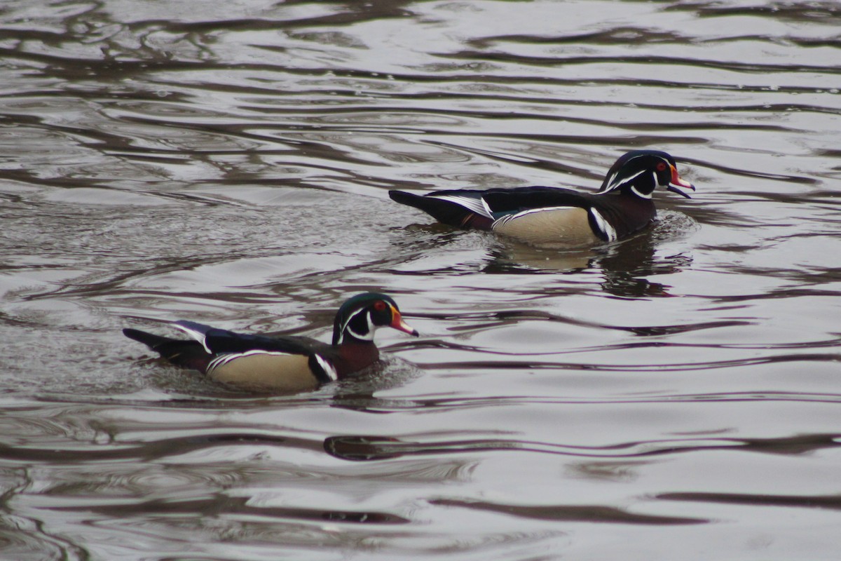 Wood Duck - ML617694487