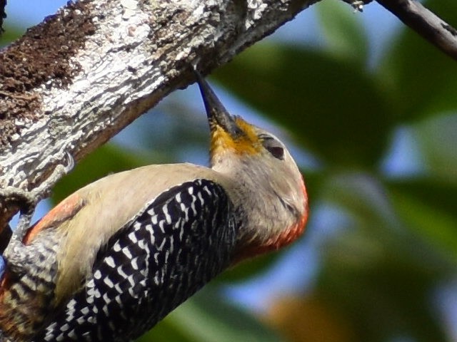 Yucatan Woodpecker - ML617694490
