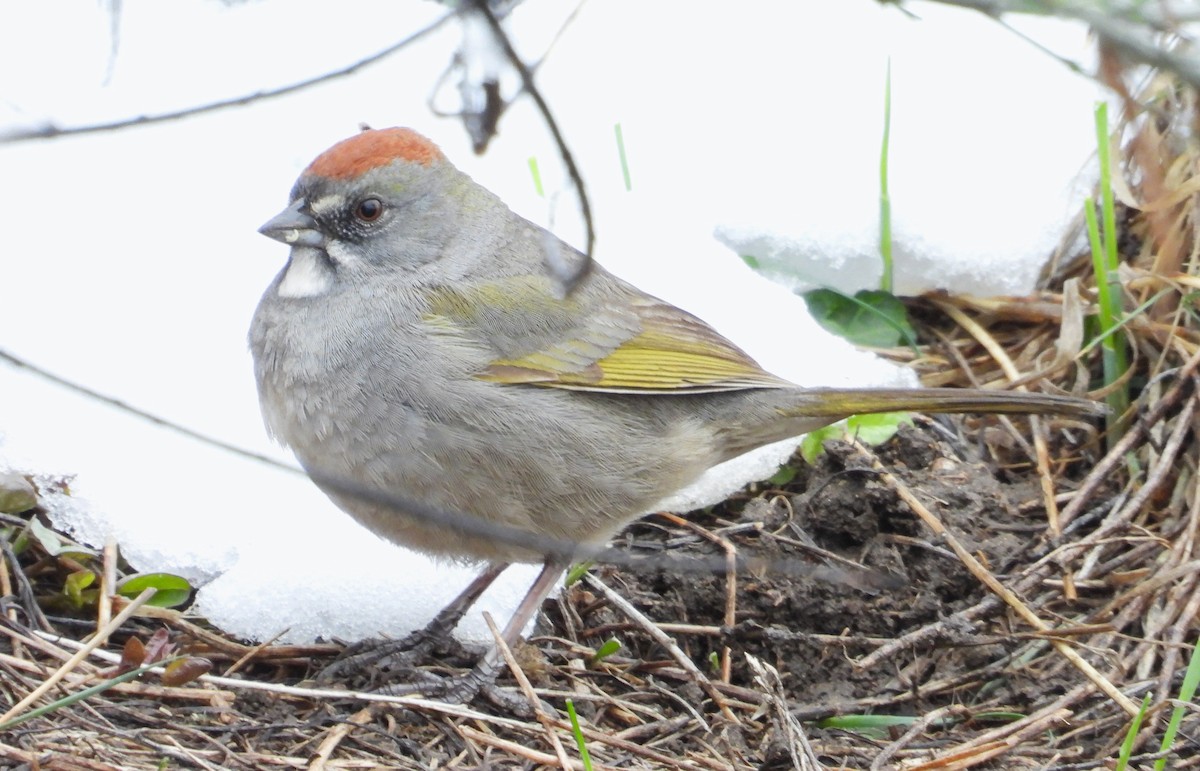 Green-tailed Towhee - Valentina Roumi