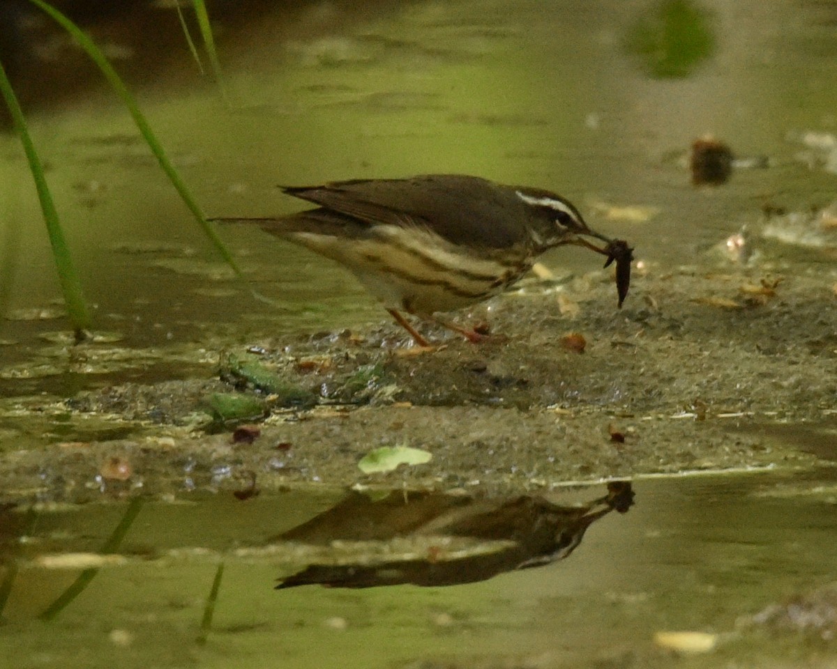 Louisiana Waterthrush - Lynn Kohler