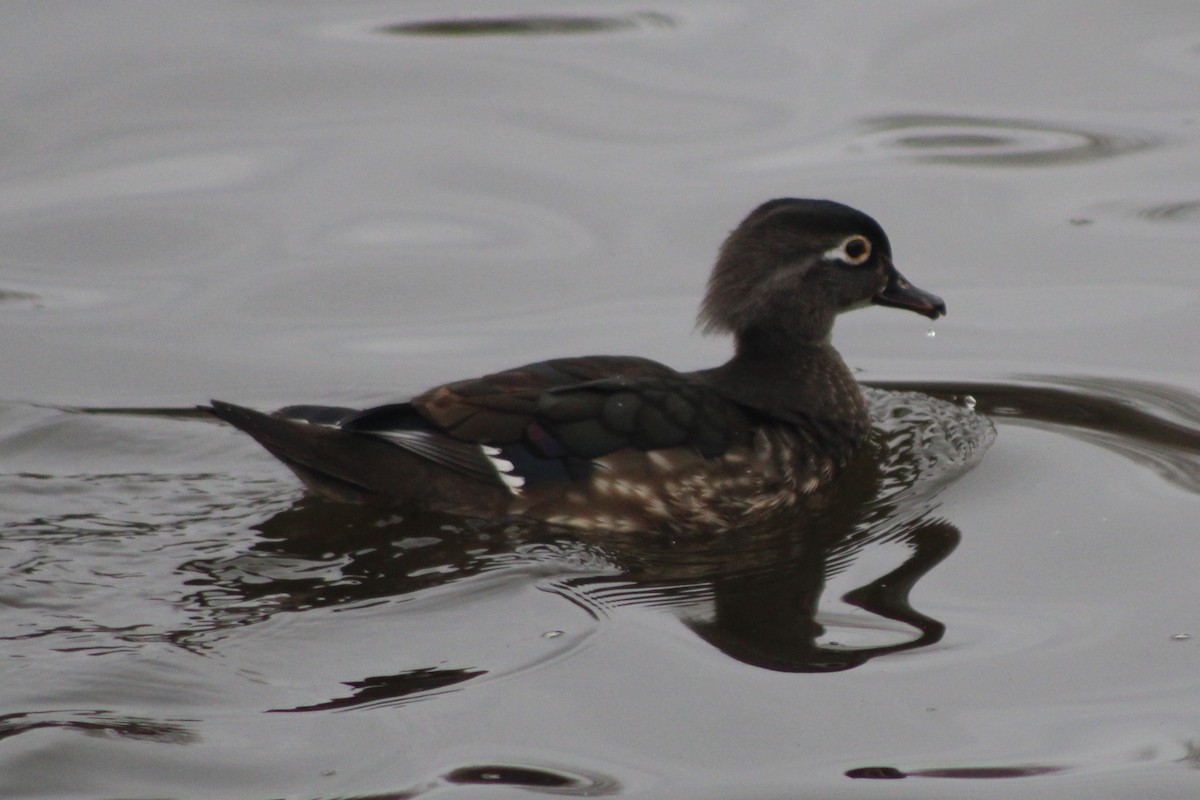 Wood Duck - ML617694521