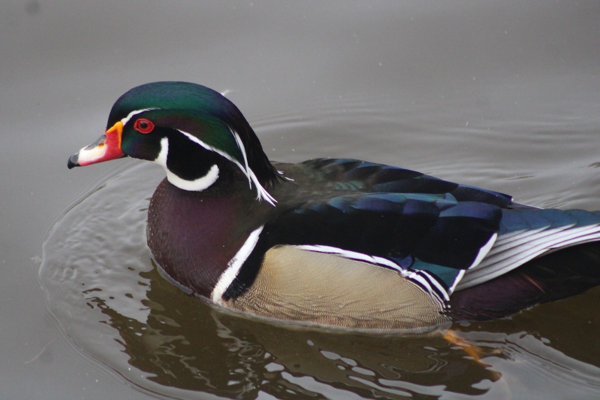 Wood Duck - ML617694523